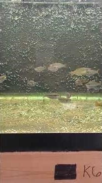 Melanotaenia sexlineata 'Tabubil' stay small enough for the average aquarist to keep.\nCheck 'em out