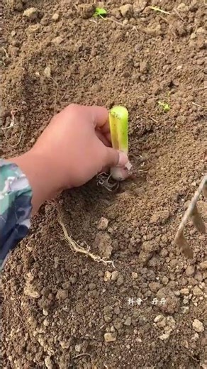 Ultimate Garlic Growing Guide for Beginners