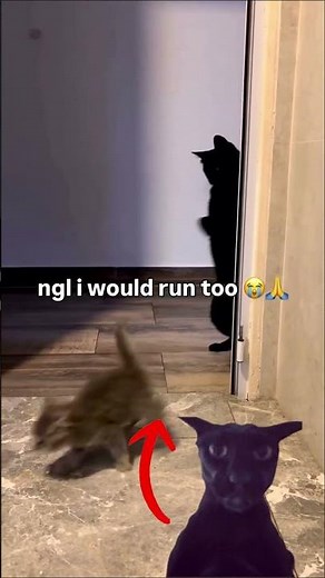 Funniest Evil Larry Meme Ever #funny #cat #meme