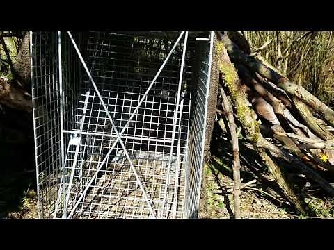 1st coyote in a live trap