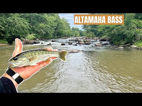 Altamaha Bass - Georgia Bass Slam 2023