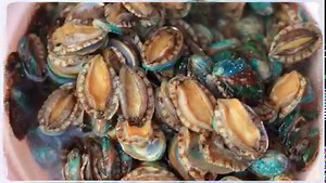 Abalone Shell Meaning And Spiritual Properties | Spirit Magicka Crystals