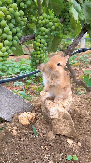 Peter Rabbit caught in the act 🐰💚. #bunny #rabbit #thenaturefoundation #tnf #conservation #nature #photography #wildlifephotography #natureshots #naturegram #wildlife #thenaturefoundation #tnf #conservation #nature #photography #wildlifephotography #natureshots #naturegram #wildlife | The Nature Foundation