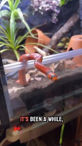 Meet Don the beautiful orange and black milk snake #aqaurium #underwater #fishtank #octopus | JBToday