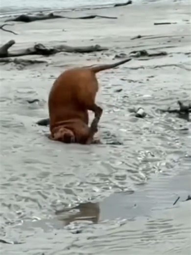 Running Dogs 😂 | Part 114 #dog #lovedogs #running #fyp #dogsoftiktok | dogs running