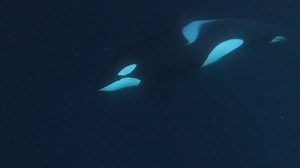 Family Orcas Swim Around Ball Herrings Stock Footage Video (100% Royalty-free) 1097073731 | Shutterstock