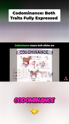 Codominance explained: Black cow white cow = black AND white cow. Patches, spots, stripes? That's codominance in action! #Genetics #Biology #ScienceFacts #DidYouKnow #Codominance