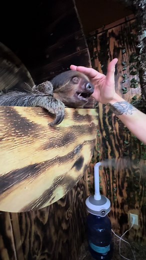 Two-Toed Sloth: A Peek into Their Unique Characteristics