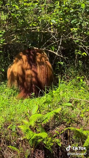 Discovering Borneo's Amazing Orangutans Up Close