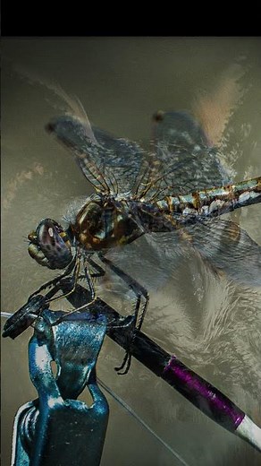 Nature's Best: 60 Minutes of Wildlife Memories