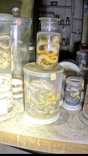 327K views · 4.4K reactions | Die Gift-Schlangen-Hölle  #schlange #schlangen #dschungel #japan #lostplaces #lostplacesgermany #lostplace #lostplacesdeutschland #verlassen #verlasseneortedeutschland #urbex #urbexgermany #abenteuer #labor #tierschutz #tiere #tier #gruselig #fblifestyle | Losthistorie | Facebook