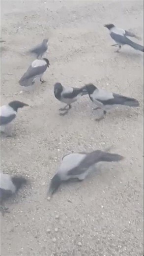 Crows & Jackdaws - When all take flight It's really clear how many they actually are! 🙏