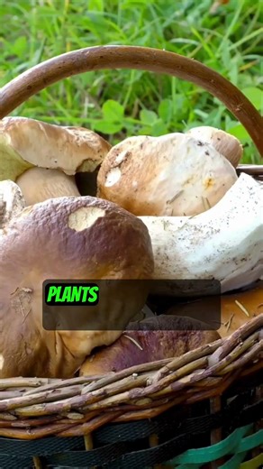 Foraging Edible Plants: A Survival Guide