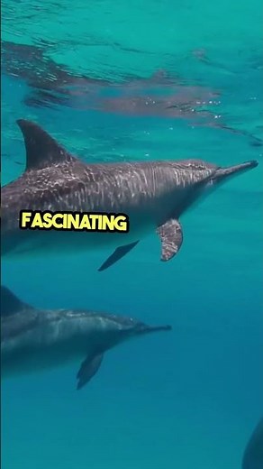 Dolphins Have Names! Discover Their Language #secrets