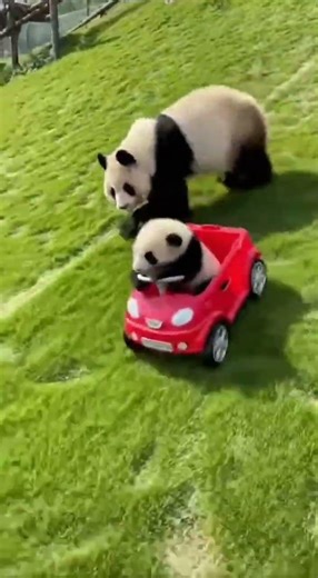 Mom Panda pushed too HARD! 😱🚗💥