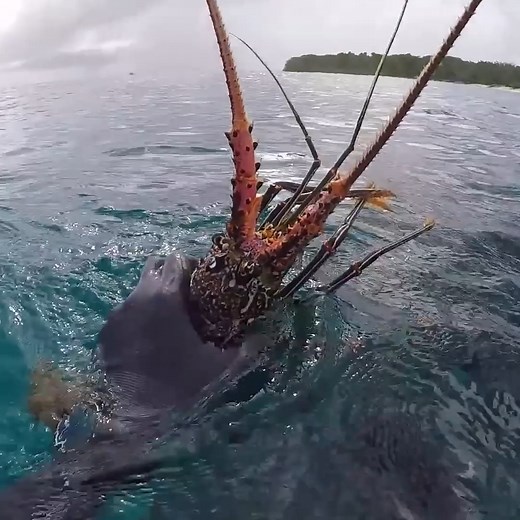 1.5M views · 8.3K reactions | We go out with the locals catching food for our evening feast! | Back 2 Basics Adventures | Facebook