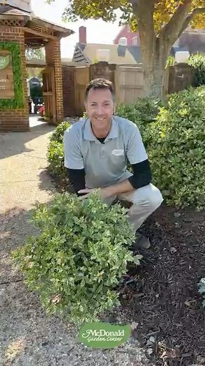 Deer or Rabbit Trouble? Use These Shrubs! | Best Fall Gardening Ideas #garden #fallseason #plants