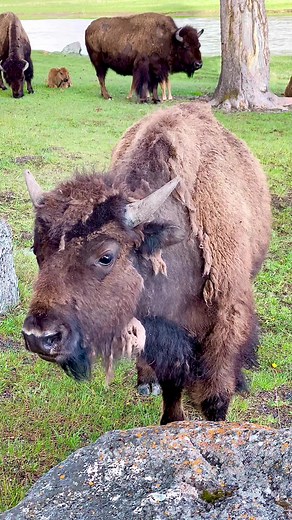 Caught a bison grunt on video! 🦬 #Yellowstone #YNP #Bison #Wildlife