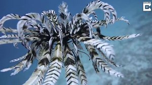 Crinoidea « Lys de mer » | Nature & Découverte