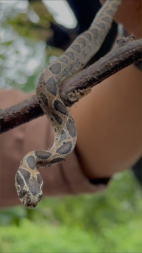 16K views · 57 reactions | Viper: This was unexpected! Does baby...