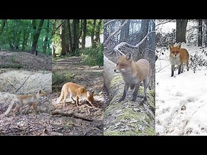 Renards aux quatre saisons !