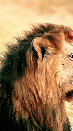 415K views · 10K reactions | #inspired #lionroar #inspire #tiger #greatness #inspiring #inspirational #lioness #inspiration #motivation | Lion Motivation | Facebook