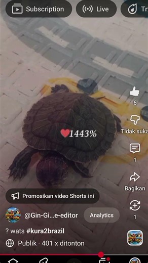 kura kura ku mati guys 😭😭