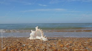 Beautiful seashell on the sea beach. The concept of travel and recreation. Summer, sunny day