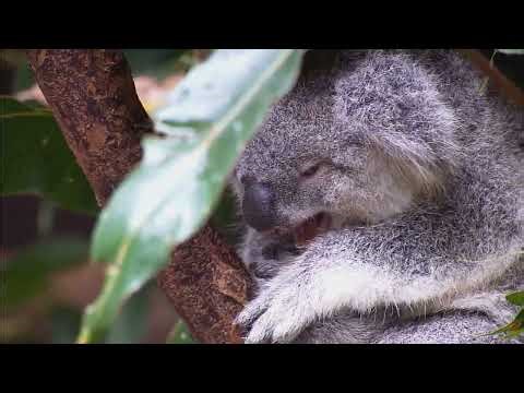Wildlife / Windows 7