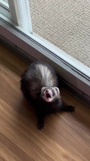Entertaining Ferrets with Fun Toys on Strings