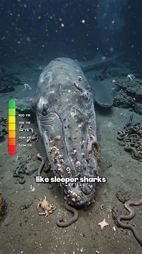 What happens to a dead whale over 50 million years?