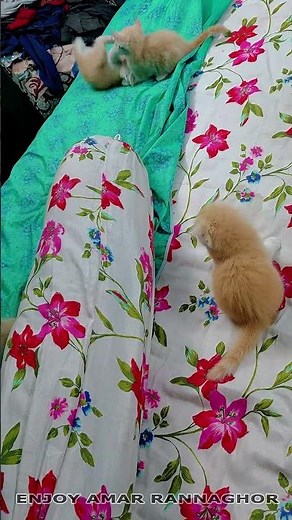 Cute Kittens Playing 4 #kittens #kittensplaying #cutekittws