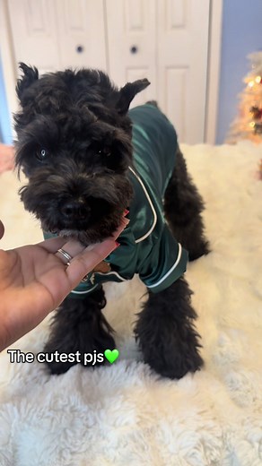 Adorable Dog in Cozy Pajamas: Peanut's Style