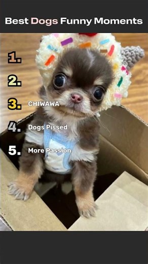 Day 9 of Ranking Funny Dog Videos #dog #funny #funnydog #dogshorts #pets