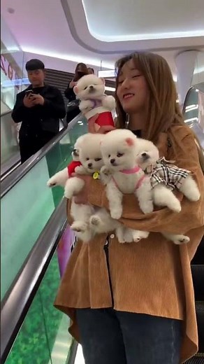 Teacup Pomeranian Puppies Cute Dogs Short Video