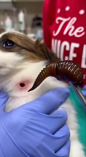 Botfly remove from dog 🐶 #botflyremoval #botfly #dog