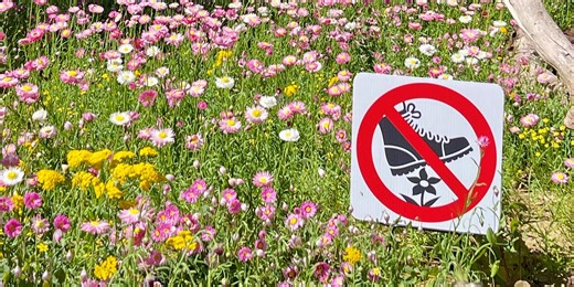 Everlasting Festival at Kings Park, Perth