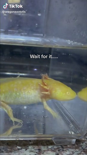 A first, it seems like a regular golden albino. Wait for it!!!!! #axolotlsoftiktok #mosaicaxolotl #axolotlbreeder #axolotls #axolotlbabies