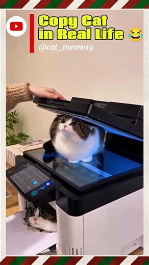 Copy Cat Real Life #truedialogue