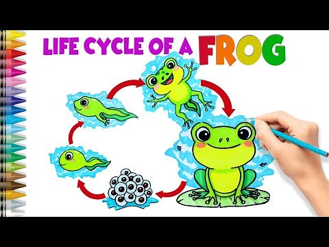 Life Cycle of a Frog Drawing: A Step-by-Step Tutorial for Beginners