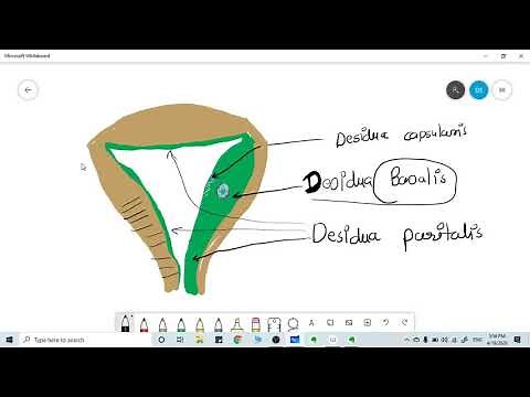 What is DECIDUA ? simple explanation
