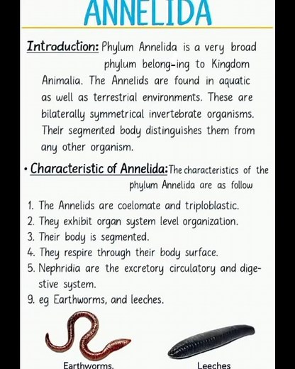 Phylum Annelida Quick Revision 🔥| 🪱Segmented Worms Zoology Students Must Watch!#animalkingdom #bsc