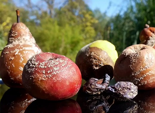 Moniliose : Traitement curatif efficace pour vos arbres fruitiers