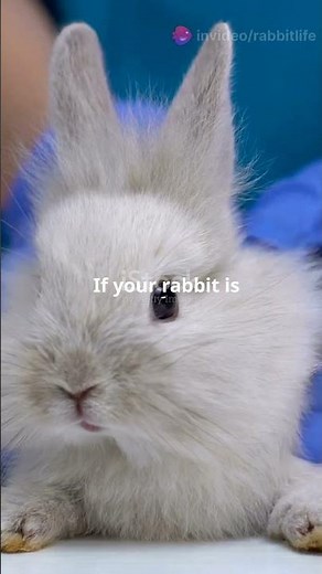 5 Signs Your Rabbit Could be in Pain 😭😨!