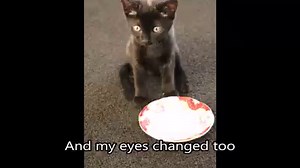 Lots of you have been asking how I changed colour. Check out this video for the full story! | Bruce the cat