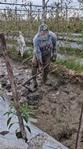 Techniques for hoeing the soil with simple tools -Agriculture farming #shorts