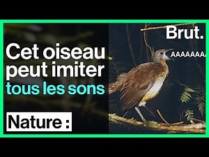 Cet oiseau possède l'un des chants les plus complexes du règne animal