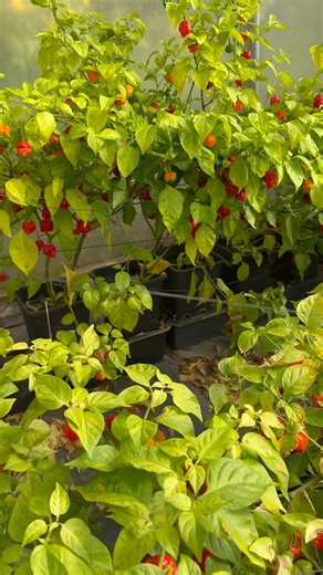 We’re about to start the harvest. It’s gonna be a good one! 🙂 | The Upton Cheyney Chilli Farm