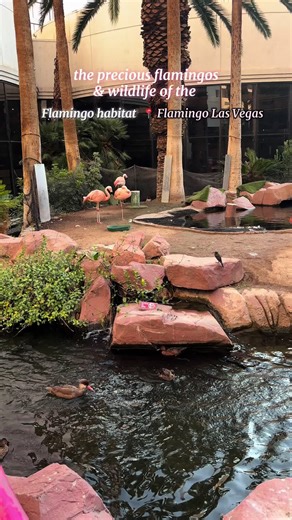 I love the flamingo wildlife habitat 🩷🦩🥹 sad that anyone would try to mess with it This is such a beautiful spot in Las Vegas 🩷🦩🦩 #tiktokgorisingstarsl1 #lasvegas #flamingolasvegas #thingstodoinvegas #fyp