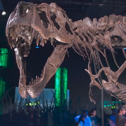 154 reactions · 15 shares | Have you heard? A real T. rex is coming to Melbourne! 練 See one of the biggest and most complete T. rex fossils, only at Melbourne Museum. | Melbourne Museum | Facebook